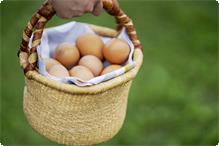 卵の収穫のお手伝い体験 