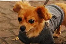 ペット同伴　～５ｋｇまで テト♪小型犬