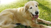 ペット　１０ｋｇ以上 ゴールデン　大型犬