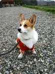 ペット　５ｋｇ～１０ｋｇ コーギー　中型犬
