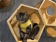 ねこちゃん宿泊（本館・スイート） 