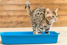 猫砂トイレ 