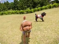 ペット数（2頭目以降） 