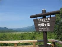 戦場ヶ原は木道のハイキングコースが整備されており人気のハイキングコースです。