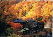 Kuroyu in autumn leaves