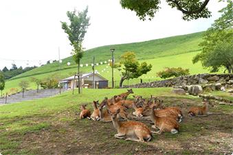 当館門前の若草山の麓で群がっている鹿君達です。
お客様のご到着を待っているかのように、当館の門前に座り込んでいます。