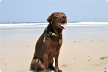 わんちゃんのご宿泊 ワッフル海
