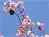 桜にはメジロ。ピンクの花と翠のメジロのコントラストが見事。