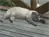 多分、野良猫ちゃんですが、ミヨーのデッキが大好きです！