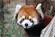 レッサーパンダ